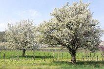 Frühling