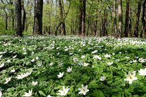 Frühling