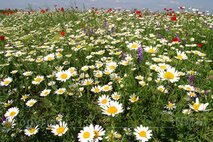 Frühling
