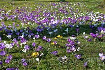 Frühling