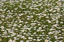 Frühling