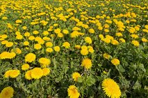 Frühling