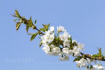 Frühling