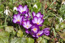 Frühling
