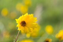 Frühling