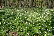 Frühling