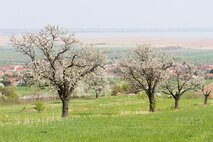 Frühling
