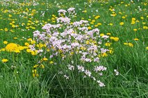 Frühling