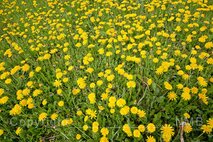 Frühling